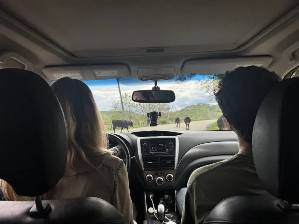 people in car watching buffalo on road in Georgia