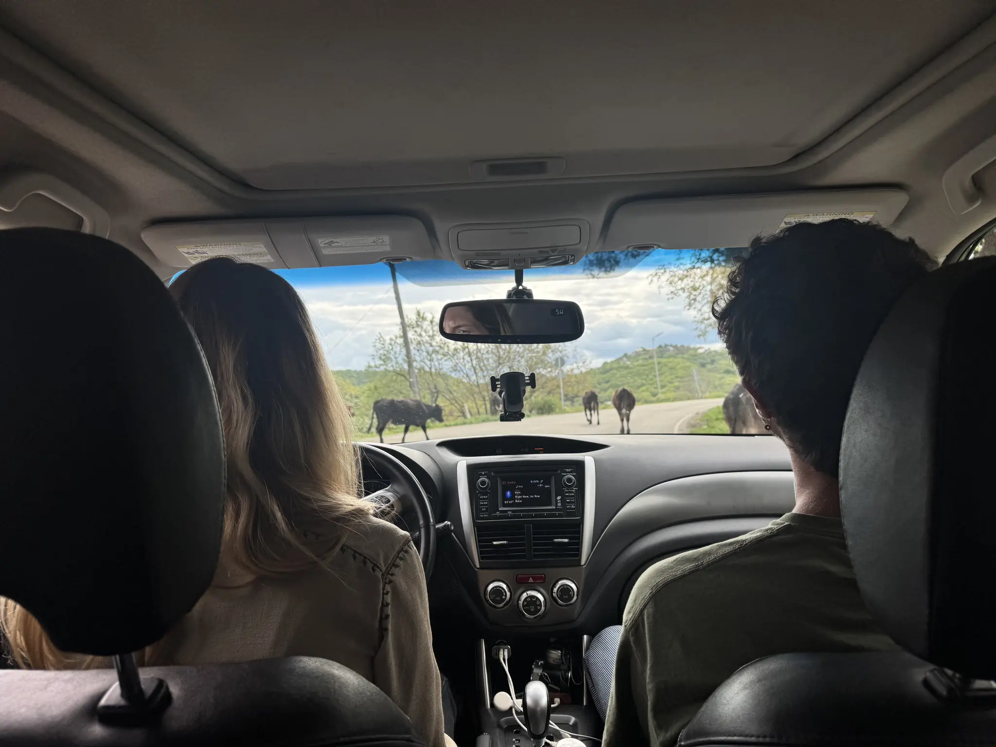 people in car watching buffalo on road in Georgia